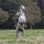 Warum uns die Angst beim Reiten packt – und wie wir sie wieder loswerden angstvoll und aufgeregt steigendes Pferd mit Reiter