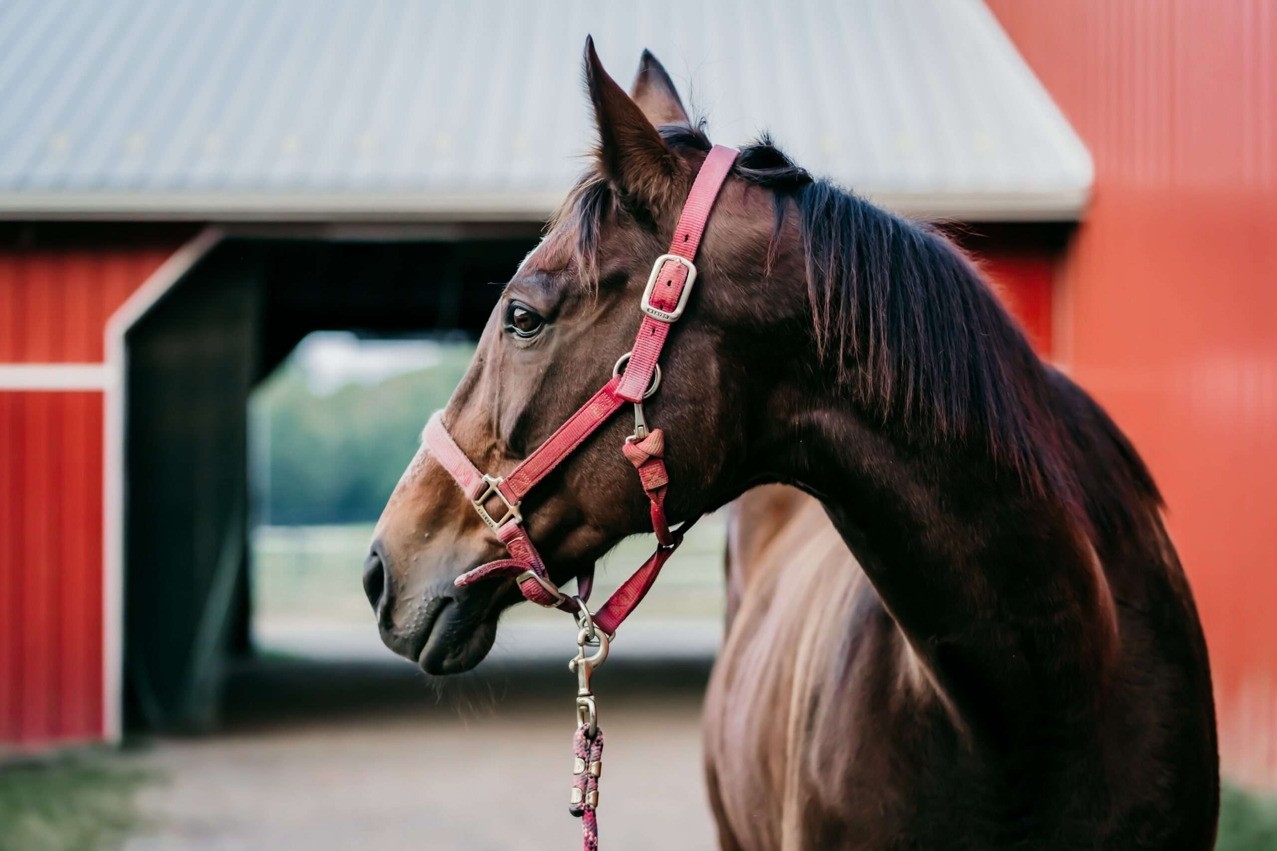Warum du mit Bodenarbeit mehr erreichen kannst als mit Reiten