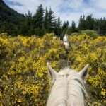Angst vor Kontrollverlust beim Reiten: Gelassenheit zurückgewinnen Pferde Ausritt im Ginster - Thema: Angst vor Kontrollverlust beim Reiten