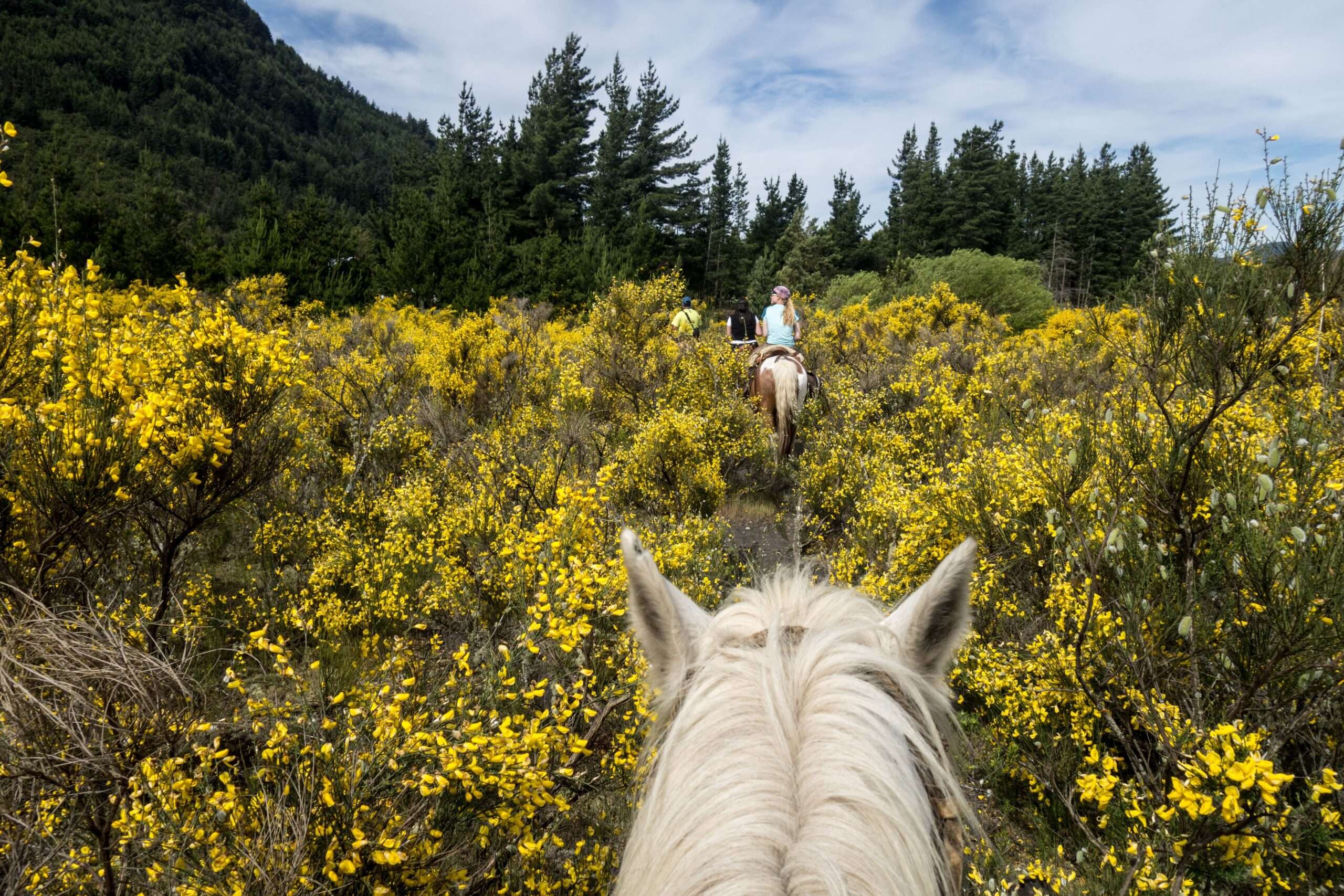 Angst vor Kontrollverlust beim Reiten: Gelassenheit zurückgewinnen
